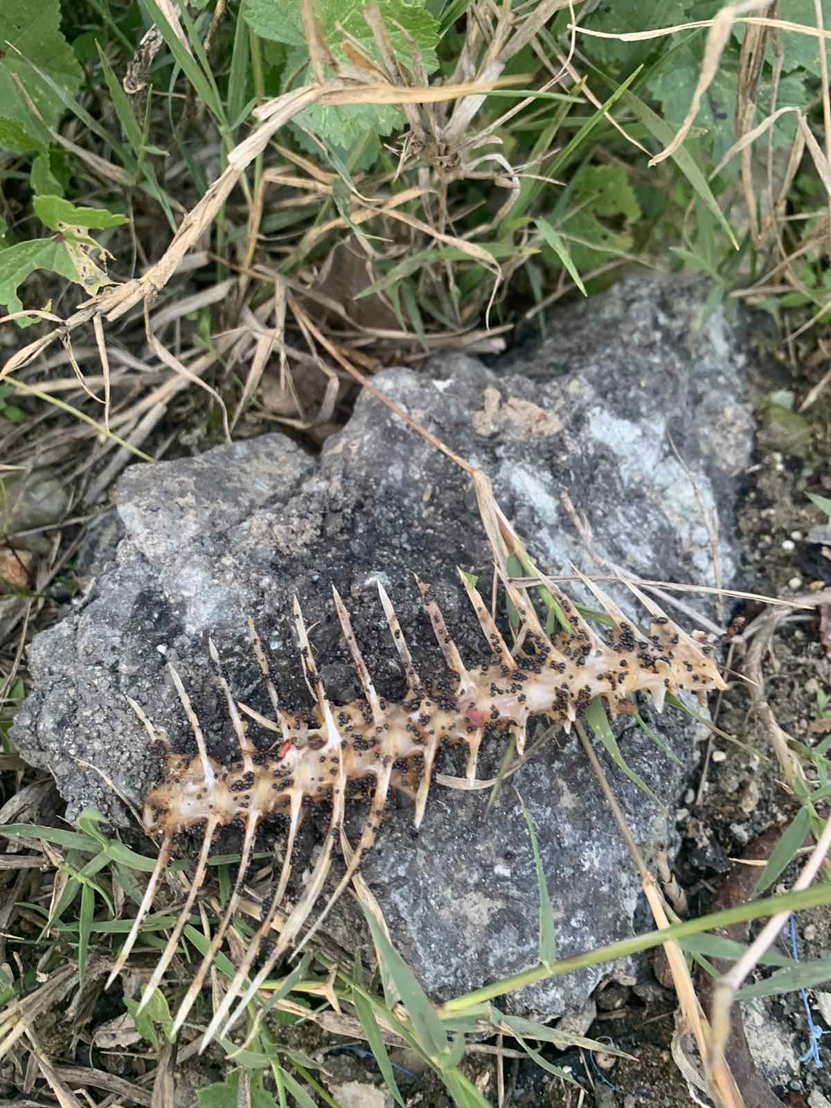 δηλητήριο γάτων 1